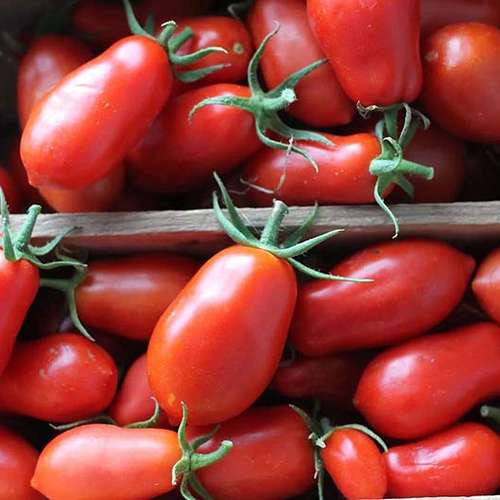 بذر گوجه فرنگی ماری قرمز درختی