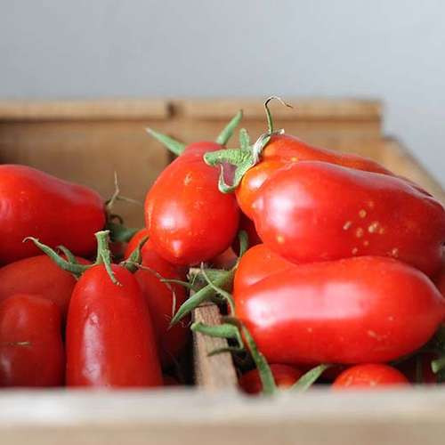 بذر گوجه فرنگی ماری قرمز درختی
