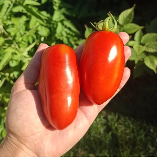 بذر گوجه فرنگی ماری قرمز درختی