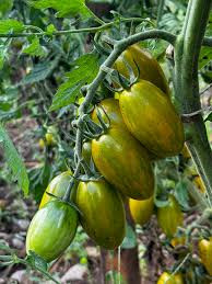بذر گوجه فرنگی ماری زرد درختی