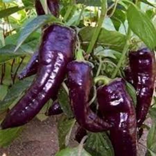 بذر فلفل پاپریکا بنفش