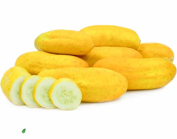 بذر خیار بوته ای زرد