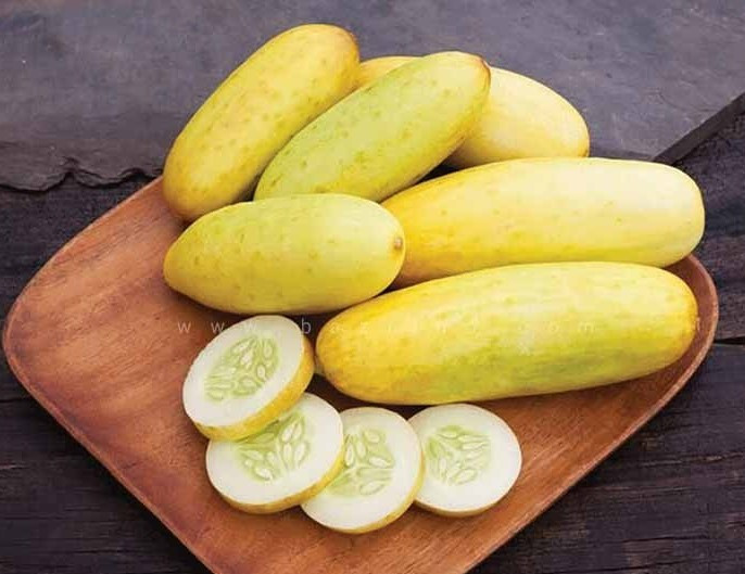 بذر خیار بوته ای زرد