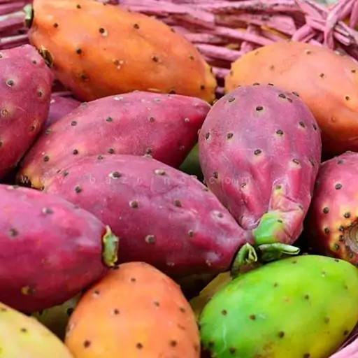 بذر اپونتیا میکس(زبان مادر شوهر)