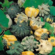 بذر کدو ستاره ای رومی