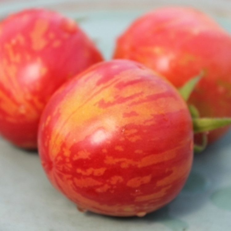 بذر گوجه ببری قرمز درختی