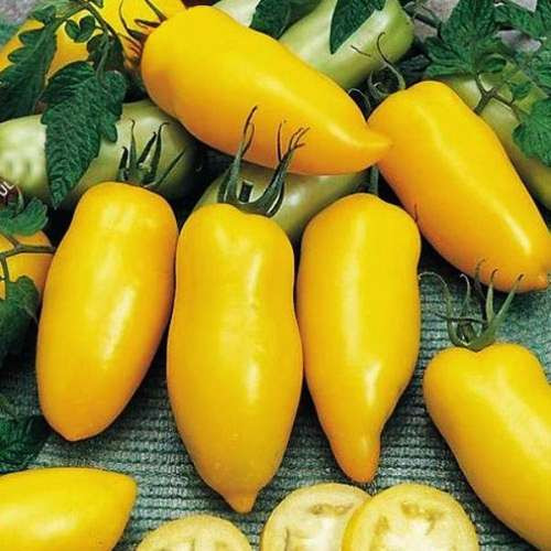 بذر گوجه فرنگی ماری زرد درختی