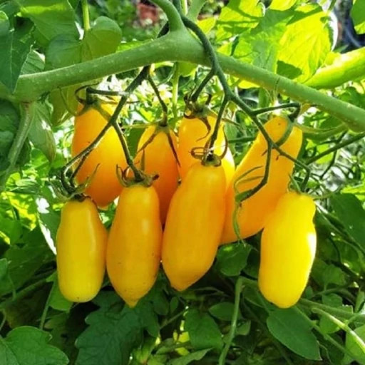 بذر گوجه فرنگی ماری زرد درختی