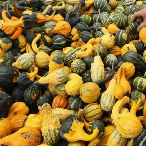 بذر کدو گرملینز میکس