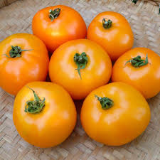 بذر گوجه کبابی نارنجی درختی