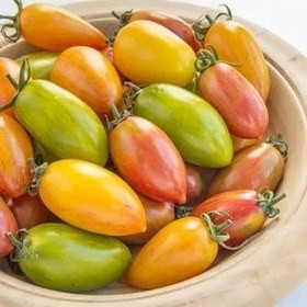 بذر گوجه زیتونی ببری میکس