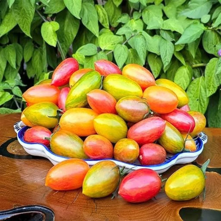 بذر گوجه زیتونی ببری میکس