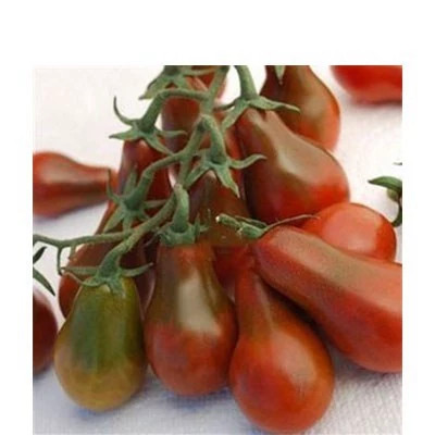 بذر گوجه گلابی خرمایی درختی