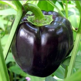 بذر فلفل دلمه ای مشکی