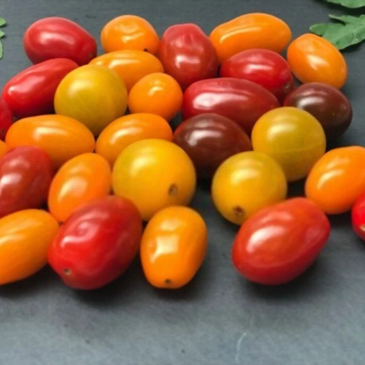 بذر گوجه فرنگی بیضی میکس
