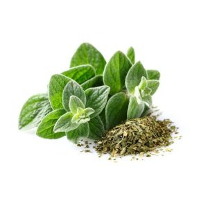 بذر پونه کوهی