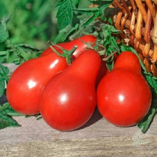 بذر گوجه گلابی قرمز درختی