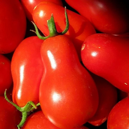 بذر گوجه گلابی قرمز درختی