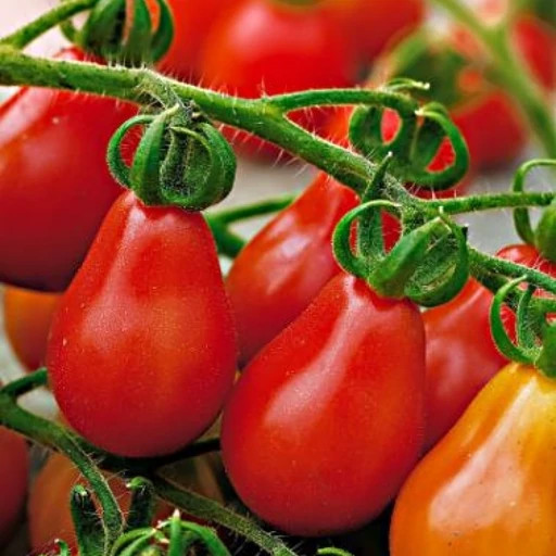 بذر گوجه گلابی قرمز درختی