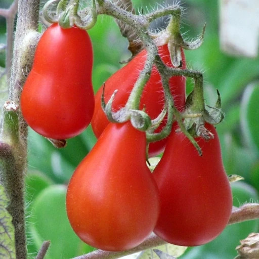 بذر گوجه گلابی قرمز درختی