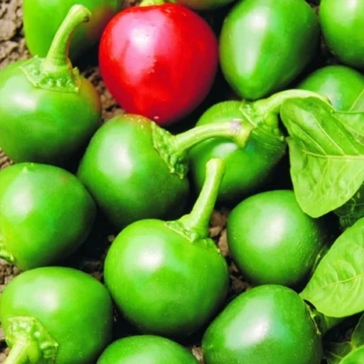 بذر فلفل گیلاسی شیرین