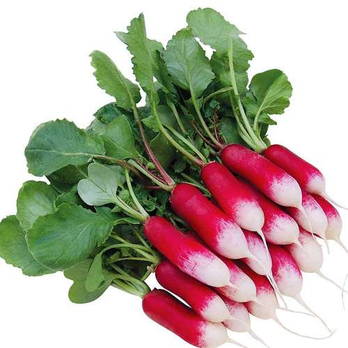 بذر تربچه هویجی دورنگ
