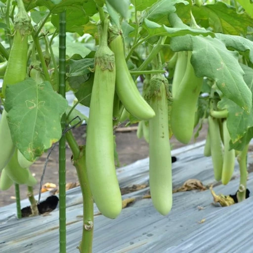 بذر بادمجان قلمی سبز