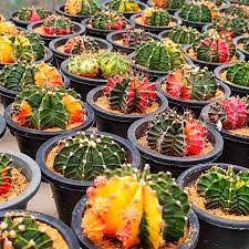 بذر کاکتوس ژمینو میکس