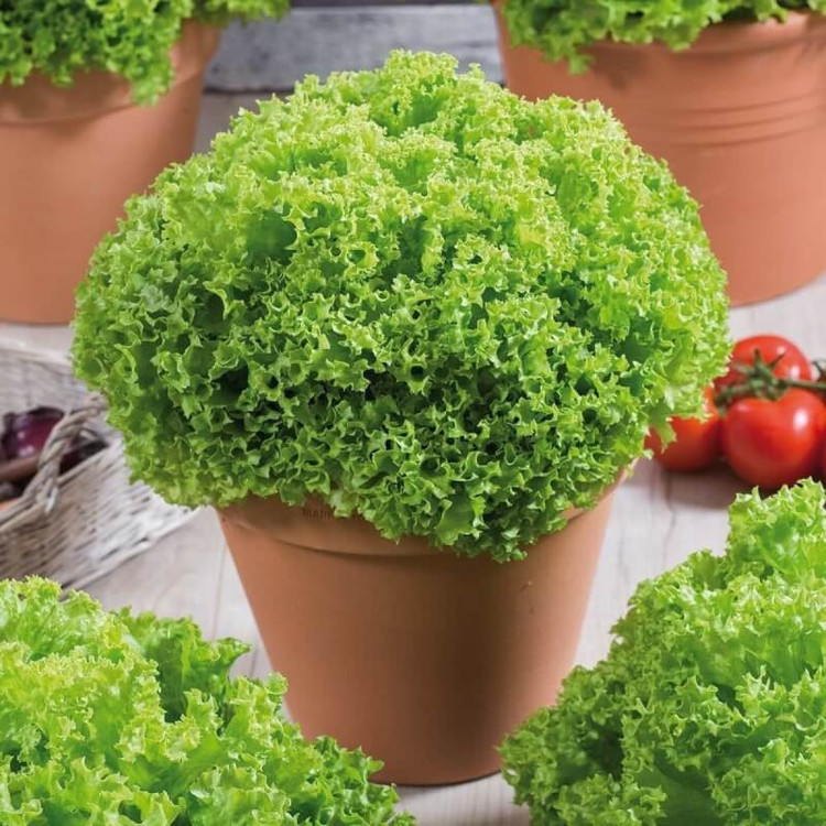 بذر کاهو فرانسوی سبز روکالبا اسپانیا