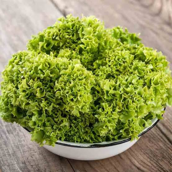 بذر کاهو فرانسوی سبز روکالبا اسپانیا