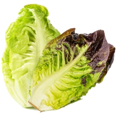 بذر میکس کاهو لیتل جم سبز و قرمز ( Mixed Green Little Gem Lettuc green and red