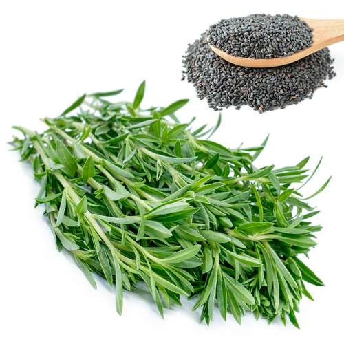 بذر سبزی مرزه پرگ پهن