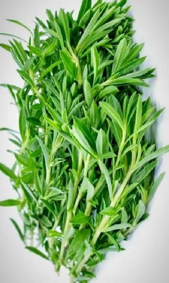 بذر سبزی مرزه پرگ پهن