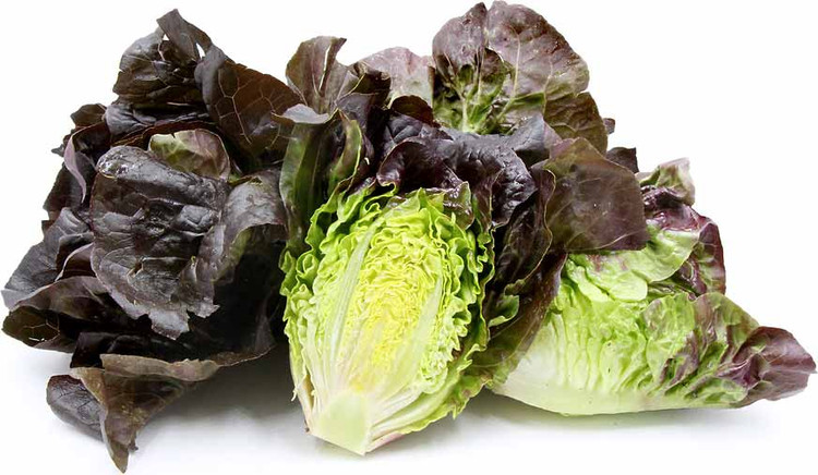بذر کاهو لیتل جم قرمز (Red Little Gem Lettuce)