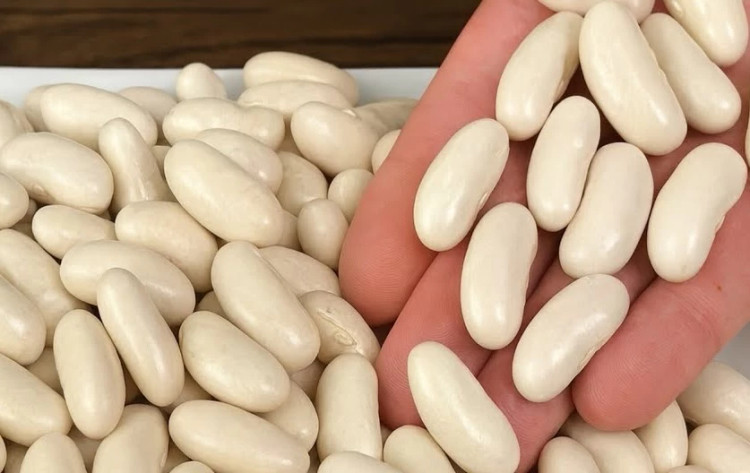 بذر لوبیا سفید محلی آبگوشتی