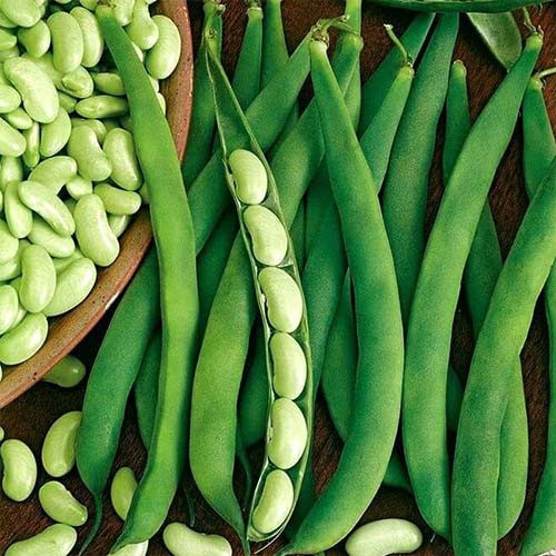 بذر لوبیا سفید محلی آبگوشتی