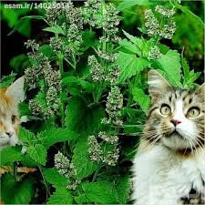 بذر نعناع گربه ای