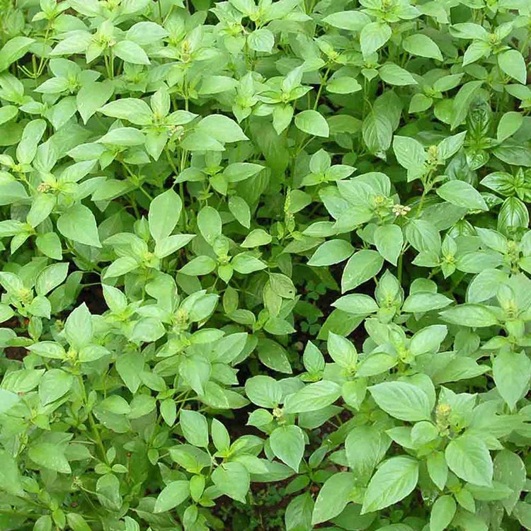 بذر ریحان لیمویی