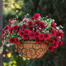 بذر گل اطلسی حنایی