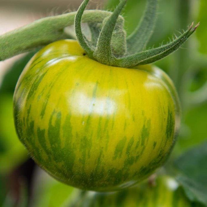 بذر گوجه کبابی سبز ببری درختی