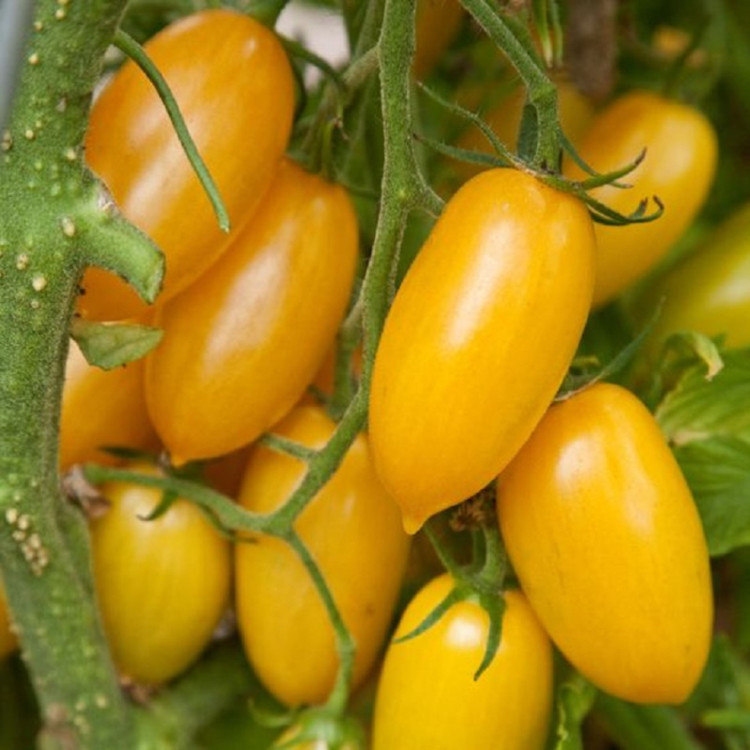 بذر گوجه بیضی زرد درختی