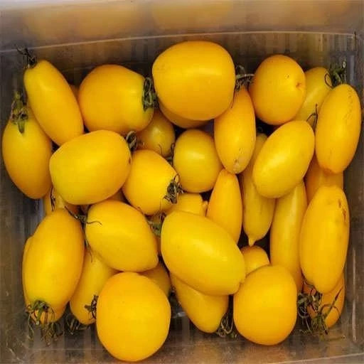 بذر گوجه بیضی زرد درختی