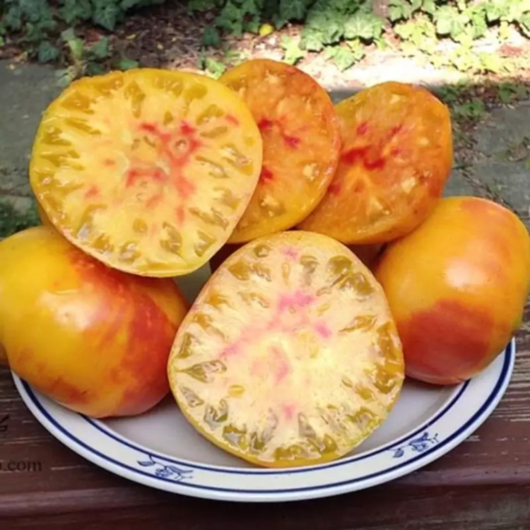 بذر گوجه غول آناناسی درختی