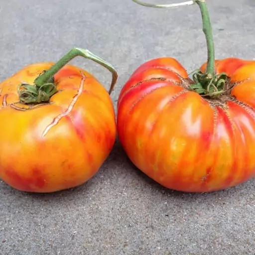 بذر گوجه غول آناناسی درختی