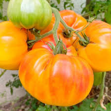 بذر گوجه غول آناناسی درختی