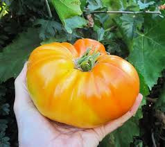بذر گوجه غول آناناسی درختی