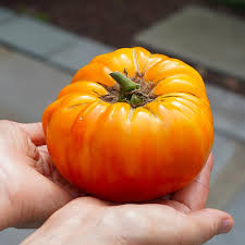 بذر گوجه غول آناناسی درختی