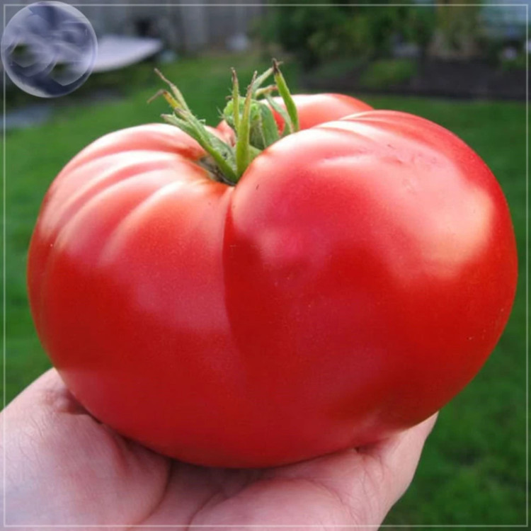 بذر گوجه غول قرمز درختی