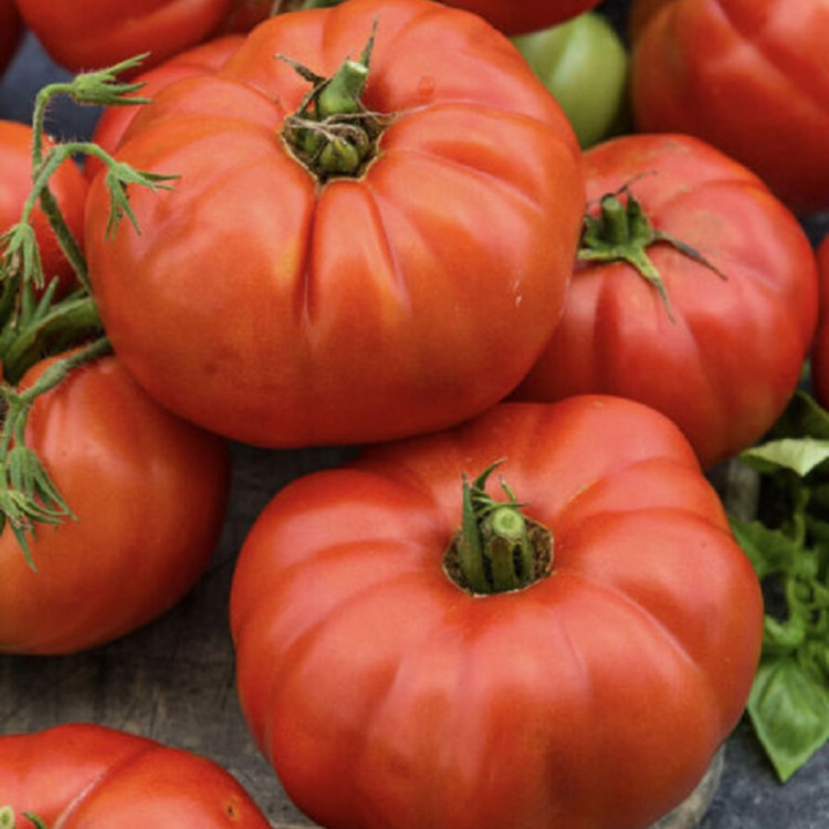 بذر گوجه غول قرمز درختی
