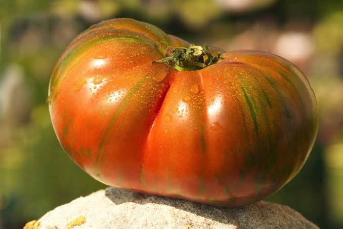بذر گوجه غول ببری (زبرا)ارغوانی